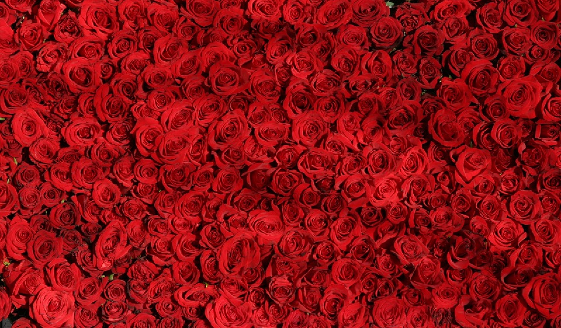 Red roses