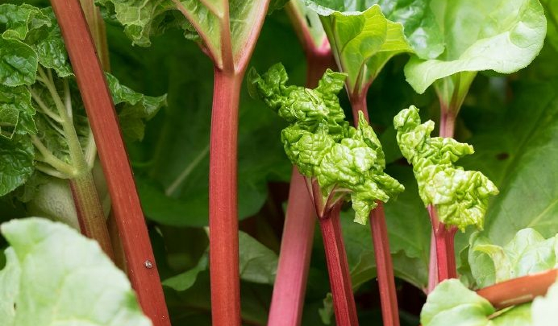 verdura di primavera