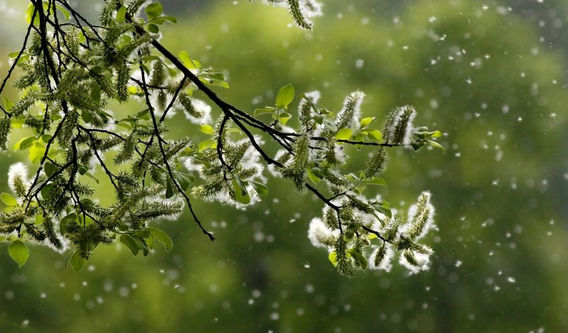 allergie di primavera